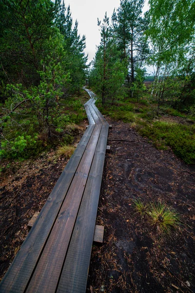 Ahşap tahta patika boardwalk bataklık alan rekreasyon turistler için. Çam ağaçları çıkmaza sokmak ve ilk kış öğleden sonra hafif kar