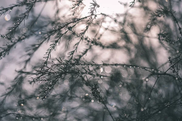 Reflexões Abstratas Gotas Chuva Ramos Molhados Arbustos Textura Fundo Borrão — Fotografia de Stock