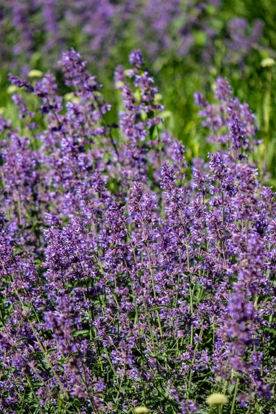 Lilas Lavandish Plantes Été Détails Gros Plan — Photo