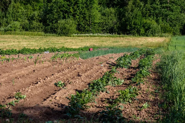 Campi Agricoli Appena Coltivati Pronti Coltivazione Alimentare — Foto Stock