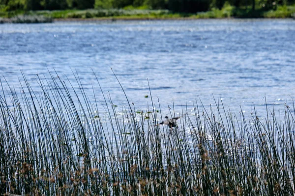 Rustige Zomerdag Bekijken Door Het Meer Met Schoon Water Water — Stockfoto