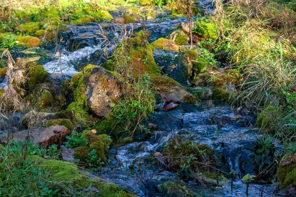 Cuerpo Natural Agua Estanque Con Reflejos Árboles Nubes Superficie Aguas — Foto de Stock