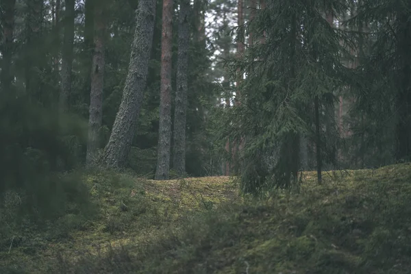 Tmavý Podzimní Foorest Smrk Borovice Strom Zelené Listy Pozdně Podzimní — Stock fotografie