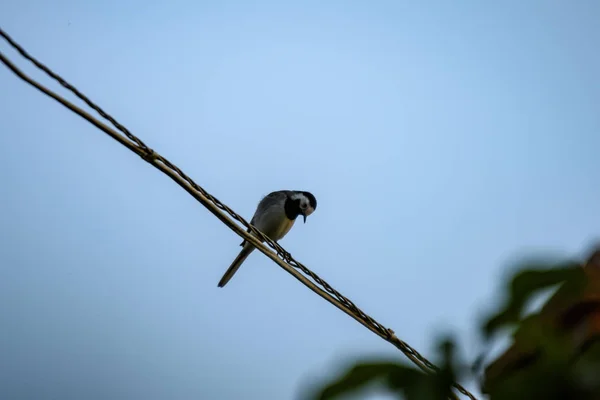 Petit Oiseau Tomtit Avec Ver Dans Bec Sur Fil Dans — Photo