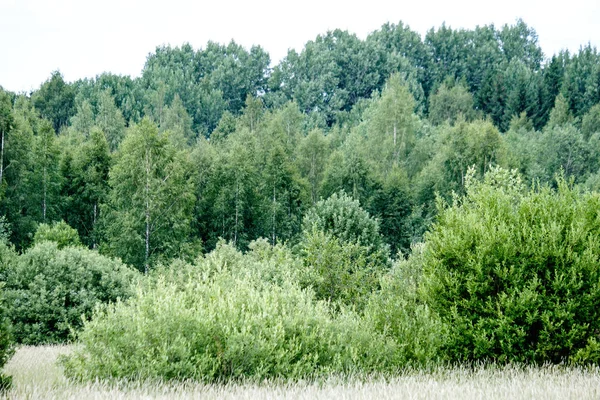 Prato Soleggiato Con Diversi Fiori Nella Giornata Estiva Con Tempo — Foto Stock