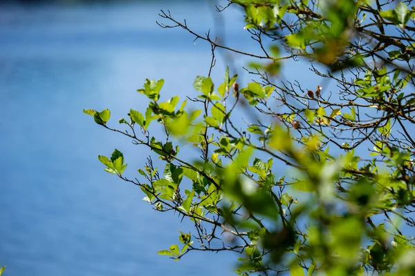 Свіже Зелене Листя Дерева Ранковому Світлі Тлі Розмивання Блакитного Неба — стокове фото