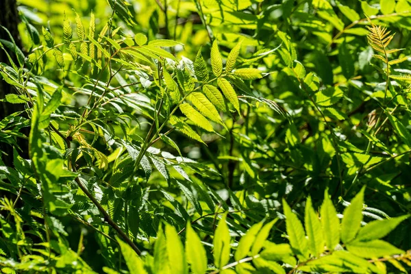 yeşil yaz yeşillik Ayrıntılar arka plan soyut. yaprak, çimen, bents ve dalları