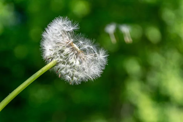 Pelusa Diente León Prado Verde Verano Con Mucha Luz Solar —  Fotos de Stock