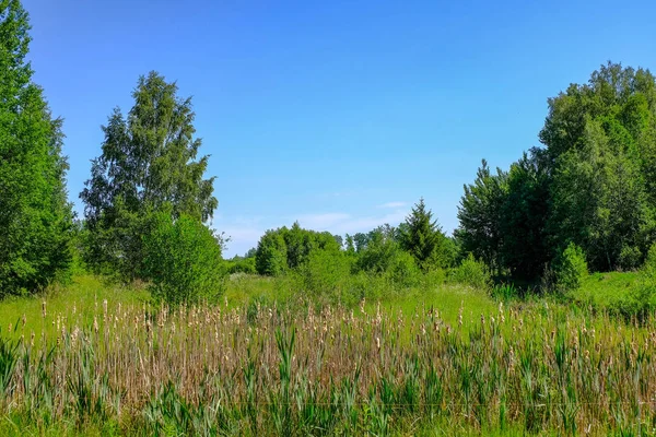 Vacker Grön Äng Med Sommarblommor Nära Skogen Varm Sommardag Lövverk — Stockfoto