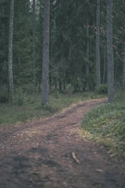 Грязная Дорога Чистом Сосновом Лесу Грязью Зеленой Листвы Вокруг Темные — стоковое фото