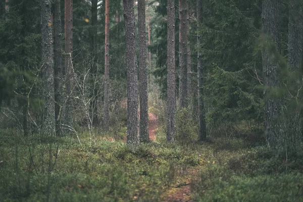 Dark Autumn Foorest Spruce Pine Tree Green Foliage Late Autumn — Stock Photo, Image