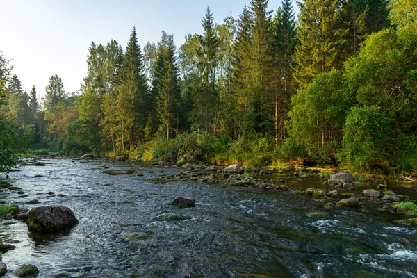 Nehir Amata Letonya Yaz Sabahı Kumtaşı Kayalıklarla Yeşil Yaprakları Ile — Stok fotoğraf