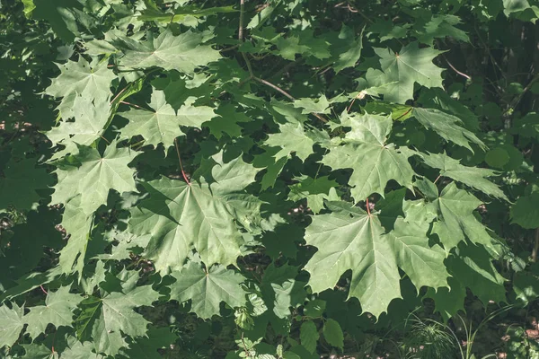 绿色的叶子在夏天与苛刻的阴影和明亮的阳光在森林 复古的外观 — 图库照片