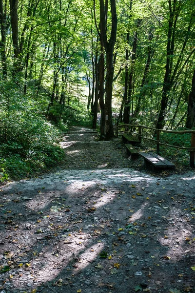 Simple Camino Forestal Rural Perspectiva Con Follaje Árboles Alrededor —  Fotos de Stock