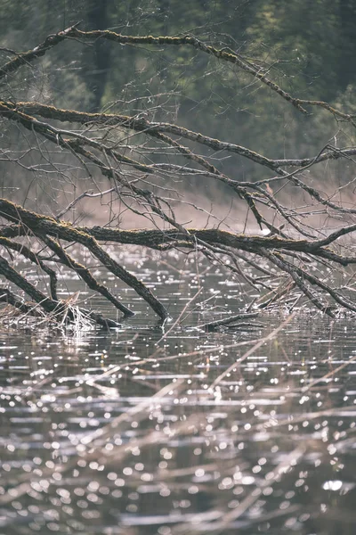 Берег Озера Четкими Деревьями Зеленом Лете Брешами Достигающими Воды Погружающимися — стоковое фото
