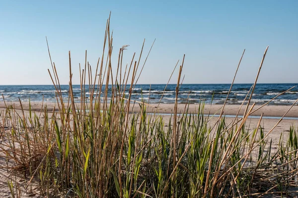 Vista Panorâmica Praia Mar Verão Com Rochas Plantas Água Limpa — Fotografia de Stock