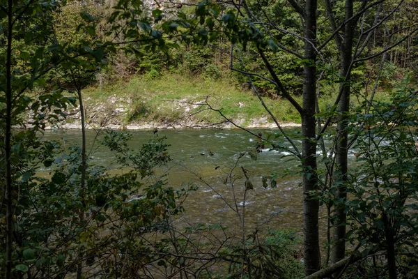 Rivière Eau Verte Derrière Les Arbres Été Dunajec Slovaquie — Photo