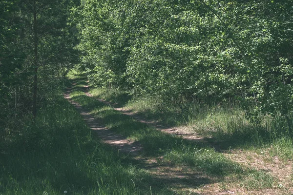 Boş Toprak Yol Yeşil Orman — Stok fotoğraf