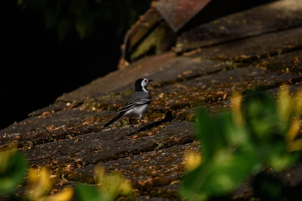 Pequeno Pássaro Wagtail Telhado Verão — Fotografia de Stock