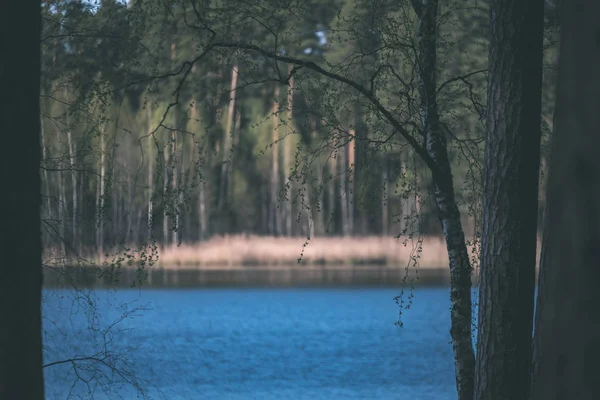 Vue Panoramique Lac Avec Forêt Sur Rivage — Photo