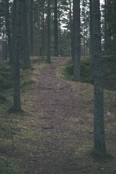 Temiz Çam Ağacı Orman Çamur Yeşil Yaprakları Ile Toprak Yol — Stok fotoğraf