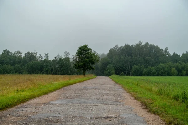 Enkla Landsbygden Skogsväg Perspektiv Med Bladverk Och Träd Runt — Stockfoto