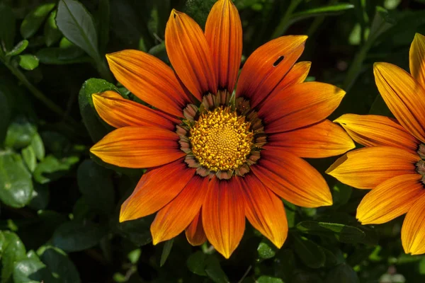 Naranja Flor Verano Primeros Planos Con Fondo Borroso —  Fotos de Stock