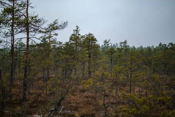 Yeşil Çimenlerin Üzerinde Kuru Uzak Ağaçlar Ilk Kar Manzaralı Bataklık — Stok fotoğraf