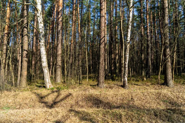 Hutan Kosong Basah Awal Musim Semi Pohon Tanpa Daun Adegan — Stok Foto