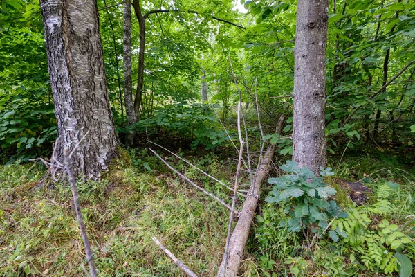 Detalhes Floresta Com Troncos Árvores Folhagem Verde Verão — Fotografia de Stock