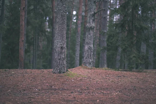 Tmavý Podzimní Les Smrk Borovice Strom Zelené Listy — Stock fotografie