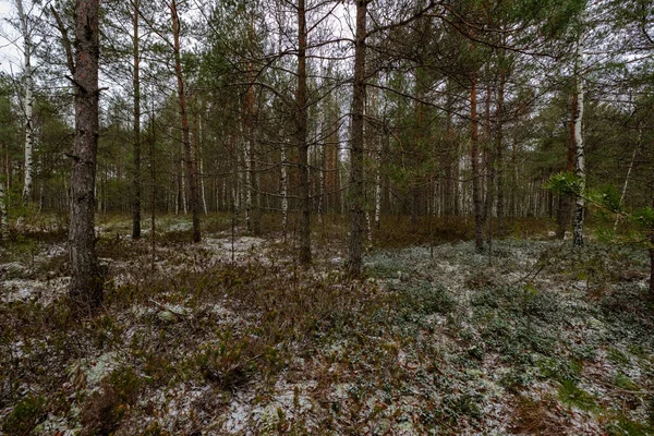 Болотный Пейзаж Сухими Отдаленными Деревьями Первый Снег Зеленой Траве Скучная — стоковое фото