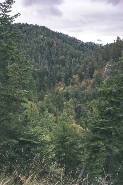 Mglisty Dzień Słowacja Tatry Lasów Jesienią Mokry Dzień Wygląd Vintage — Zdjęcie stockowe