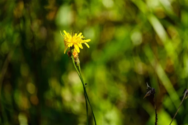 Countryside Garden Flowers Blur Background Green Foliage Summer — Stock Photo, Image