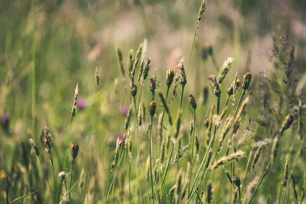 Prato Soleggiato Con Fiori Diversi Nella Giornata Estiva Con Tempo — Foto Stock