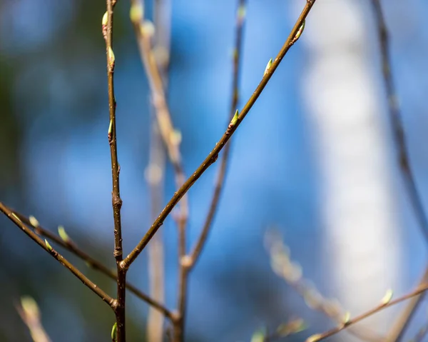 Görüntü Arka Plan Üzerinde Hiçbir Yapraklarla Geç Sonbaharda Çıplak Ağaç — Stok fotoğraf