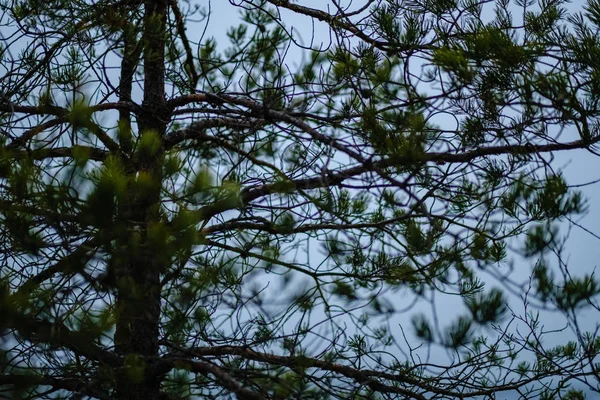 çam ağacı sandıklar ve dalları bataklık bölgede yeşil iğne ile. parlak renkler ve bulanıklık arka plan