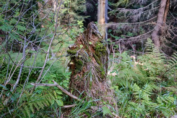 Jehličnatý Les Smrk Borovice Strom Pod Větvemi Nízké Světlo Detaily — Stock fotografie
