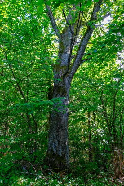 Окреме Ізольоване Велике Дерево Природі Величезним Багажником Листям Навколо — стокове фото