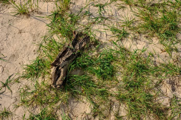 Textura Terra Seca Com Algumas Plantas Verdes Perto Corpo Água — Fotografia de Stock