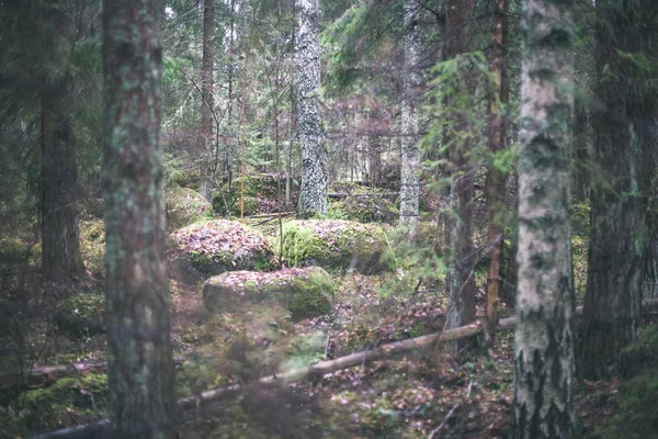 Herfst Bos Regen Met Nat Gebladerte Ondiepe Scherptediepte Doffe Groene — Stockfoto