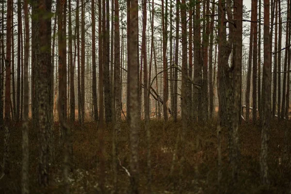 Bahenní Pohled Krajinu Suché Vzdálených Stromech První Sníh Zelené Trávě — Stock fotografie