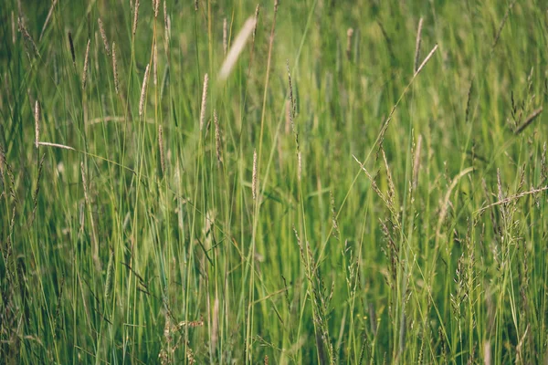 Zielona Łąka Różnych Kwiatów Świetle Dziennym — Zdjęcie stockowe