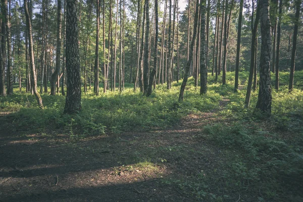 Jednoduchý Krajinu Lesní Cesta Souvislostí Listí Stromy Kolem Vintage Retro — Stock fotografie