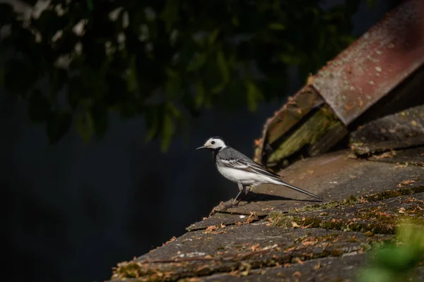 Lilla Sädesärla Fågel Taket Sommar — Stockfoto