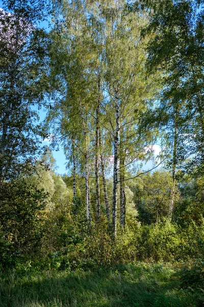 Schöne Birkenstämme Äste Und Blätter Natürlicher Umgebung Gemischte Jahreszeit Sommer — Stockfoto