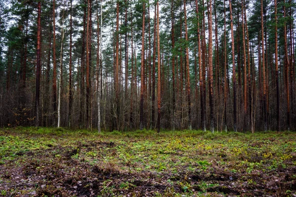 wet empty forest in early spring trees without leaves. naked nature scene