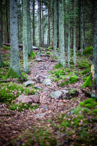 Forêt Automne Après Pluie Avec Feuillage Humide Faible Profondeur Champ — Photo