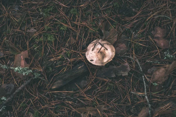 dark foliage on the forest floor in autumn. pine tree forest with moss on the trees - vintage retro look