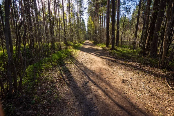 Bosque Húmedo Vacío Árboles Primavera Temprana Sin Hojas Naturaleza Desnuda — Foto de Stock